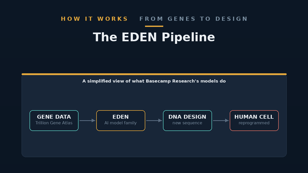 Diagram showing a simplified pipeline: evolutionary gene data feeding into an AI model labelled EDEN, which outputs a DNA sequence design, then an arrow into a human cell.